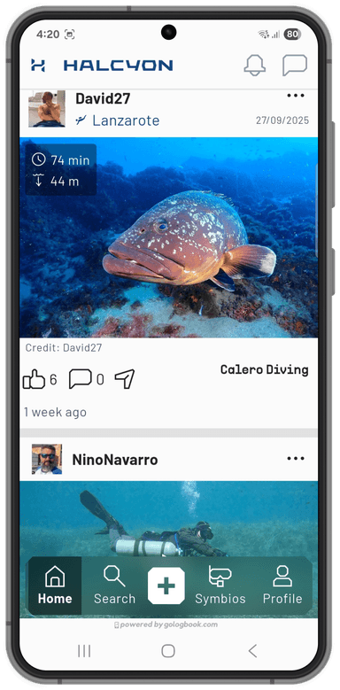 Halcyon app feed screenshot